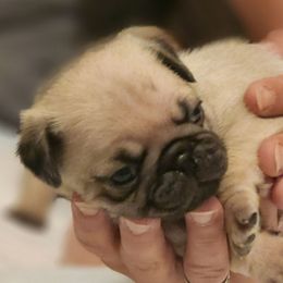 Red Collar Girl - Fawn female Pug puppy in New Braunfels, Texas from Kex Pug Haus