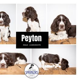English Springer Spaniel Puppies from Third Creek Springers