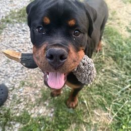 Rottweiler Puppies from Vom Haus Huff Rottweiler’s