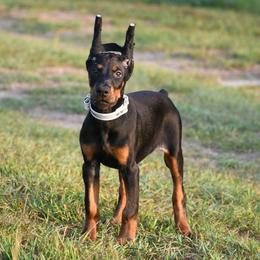 Legacy - Black and rust female Doberman Pinscher puppy in Overton, Texas from Obsidian Kennel