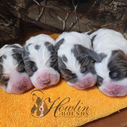Bumble - Blue tan and white male Basset Hound puppy in Surprise, Arizona from Howlin Hounds
