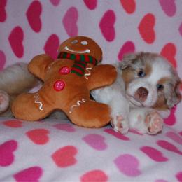Gingerbread - Red merle male Australian Shepherd puppy in Alma, Georgia from Epiphany Australian Shepherds