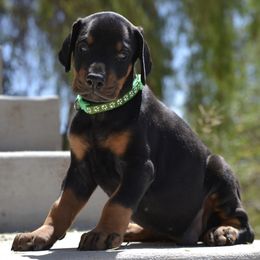 Doberman Pinscher Puppies from Obsidian Kennels
