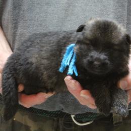 Yadahs Turquoise girl - Sable female German Shepherd puppy in Lake George, Colorado from High Country German Shepherds