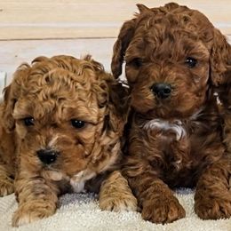 Cavapoo puppies from Rocky Desert Goldens and Cavaliers