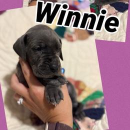 Winnie - Blue female Great Dane puppy in Russellville, Arkansas from River Valley Great Danes & Miniature Schnauzers