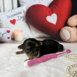 Meet Millie 2500 - Black and tan female Yorkshire Terrier puppy in Douglas, Georgia from South Georgia Yorkies and Biewers