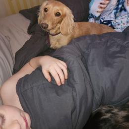 Heidi - Dachshund