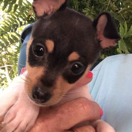 Toy Fox Terrier Puppies from K's Toy Fox Terriers