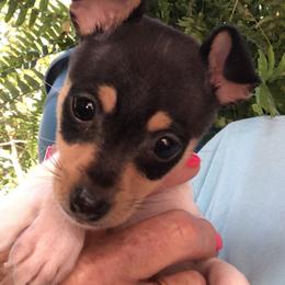 Toy Fox Terrier Puppies from K's Toy Fox Terriers