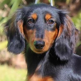 Dachshunds from Sunderhunds Dachshunds