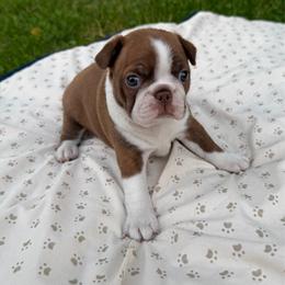 Maple - Girl 3 - Red female Boston Terrier puppy in Charlotte, Michigan from Blue Diamond Danes