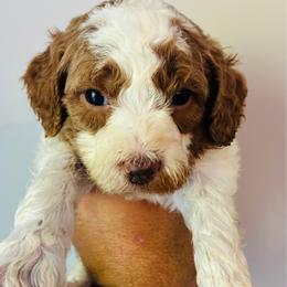 Beckham - Parti male Goldendoodle puppy in Auburn, Indiana from Martin’s Doodles