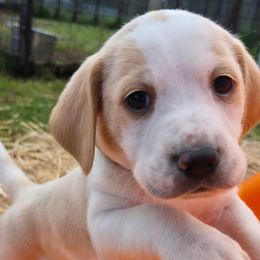 Harrier Puppies from Darkfire Harriers