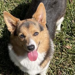 American Corgis and Pembroke Welsh Corgis from Caddeaux Corgis