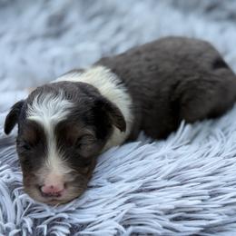 Bear - Blue merle male Aussiedoodle puppy in Ambrose, Georgia from Brandilyn's Aussies