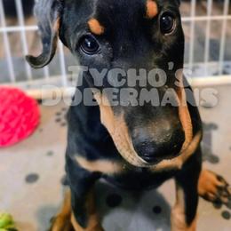 Dove - Black and rust female Doberman Pinscher puppy in Houston, Texas from Tycho's Dobermans