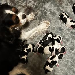 Cavalier King Charles Spaniel puppies from Nine Mile Cavaliers