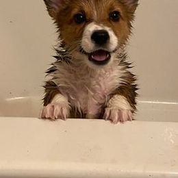 "Maya (Ana X Oberon)" Pembroke Welsh Corgi Puppies from Ohana Corgis Inc