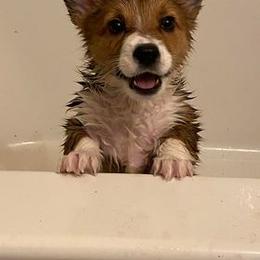 "Maya (Ana X Oberon)" Pembroke Welsh Corgi Puppies from Ohana Corgis Inc