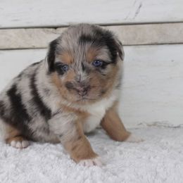 Poodle and Toy Australian Shepherd Puppies from 2B Aussies