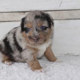 Poodle and Toy Australian Shepherd Puppies from 2B Aussies