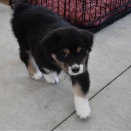 Paris - Black tri-color female Australian Shepherd puppy in Kirksville, Missouri from BellSharps Australian Shepherds