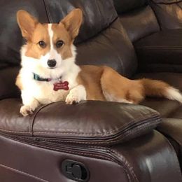 Trixie - Pembroke Welsh Corgi