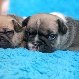 Bulldog and French Bulldog Puppies from Rohde's Road Dog Bullies