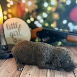 Chocolate female 1 - Chocolate female Labradoodle puppy in Kingston, Georgia from CC Familydoodles