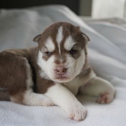 Avonlea - Red and white female Siberian Husky puppy in Wiscasset, Maine from Running with Huskies