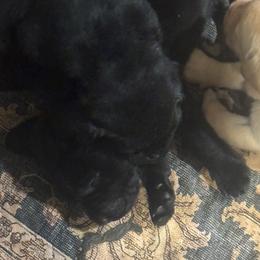 Boy 3 - Black male Labrador Retriever puppy in Centreville, Maryland from Barbihaus Kennels