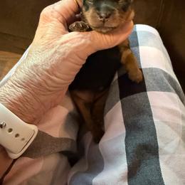 Yorkshire Terrier puppies from Emerald Isle Yorkies