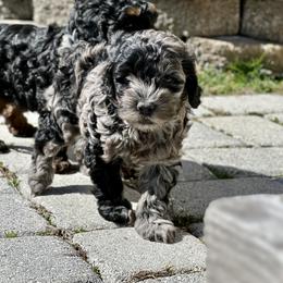 Cockapoo Puppies from M&M Cockapoos
