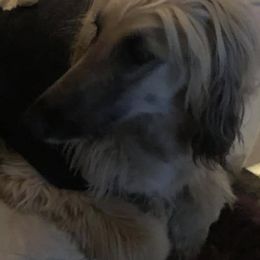 Afghan Hounds from Breckons Afghan Hounds