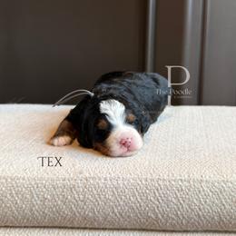 Tex - Tri-color male Bernedoodle puppy in Tulsa, Oklahoma from The Poodle Co. Raising Doodles & Poodles