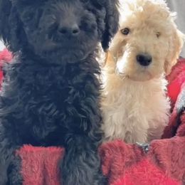 Goldendoodles from L & B Doodles