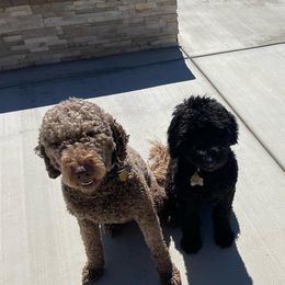 Goldendoodles from HiDesertDoods