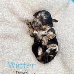 Winter - Merle female Goldendoodle puppy in Rome, Georgia from Victoria’s Designer Doodles