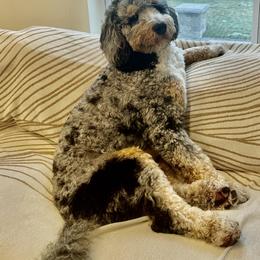 Bernedoodle and Bernese Mountain Dog All Grown Up from Berner Ridge Kennels