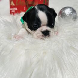 Boston Terrier Puppies from Castellanos Bostons