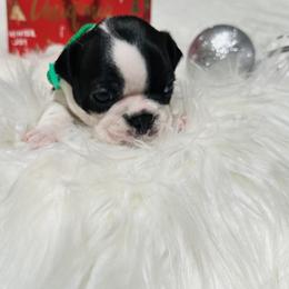 Boston Terrier Puppies from Castellanos Bostons