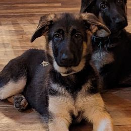 Flower - German Shepherd puppy in Randallstown, Maryland from Aljan v. Pashen Kennels