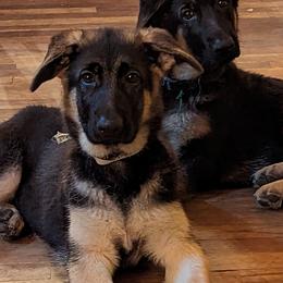 Flower - German Shepherd puppy in Randallstown, Maryland from Aljan v. Pashen Kennels