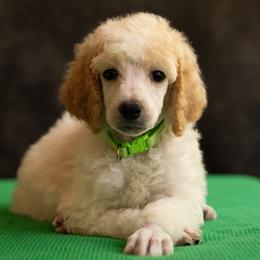 Green Collar - Parti male Poodle puppy in Grimsley, Tennessee from Above Standard Poodles