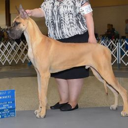 Great Danes from KindleFire Great Danes