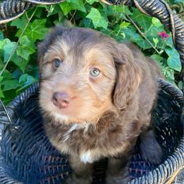 Rock Salt - male Australian Mountain Doodle puppy in Port Orchard, Washington from Yukon Harbor Doodles