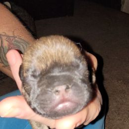 French Bulldog Puppies from 4 Leaf Frenchies