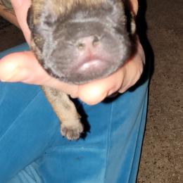 French Bulldog Puppies from 4 Leaf Frenchies