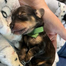 Green Collar - Chocolate and tan male Dachshund puppy in Paradise, Texas from Cap Ranch Miniature Dachshunds